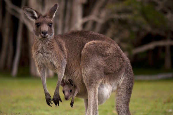 Female Kangaroos are Sick of Carrying the Young Ones